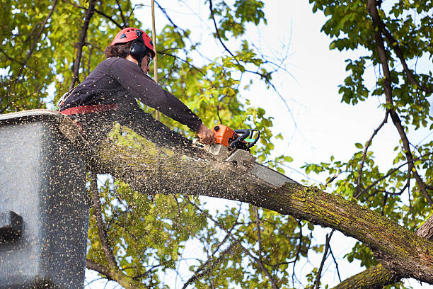 Reliable Clarkesville, GA Tree Service Solutions